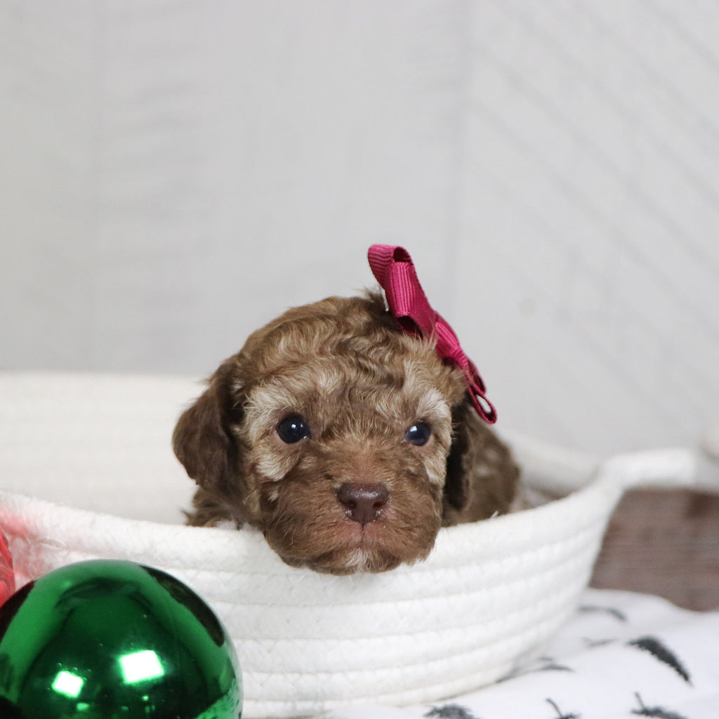 Nikki - Available 1/28