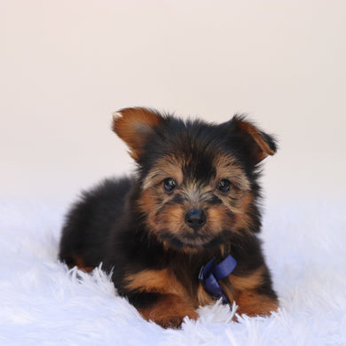Niko - Available 9/24