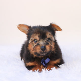 Niko - Available 9/24