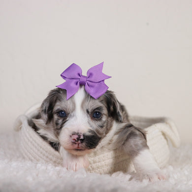 puppies for sale in Kannapolis