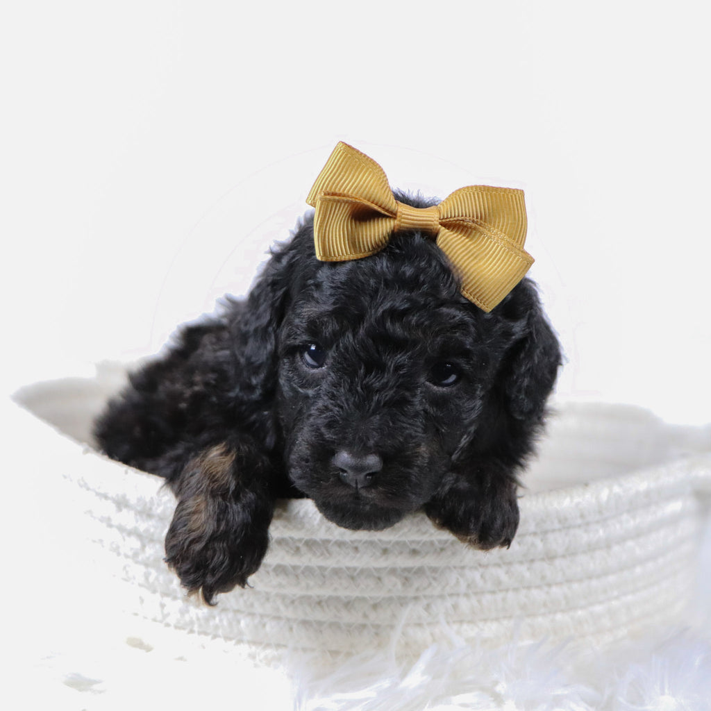 Nora - Available 11/25