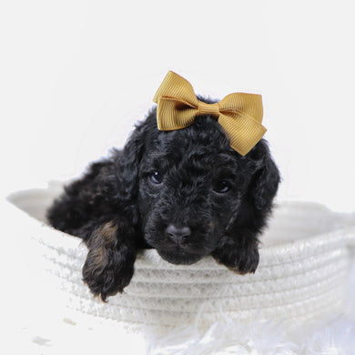 Nora - Available 11/25