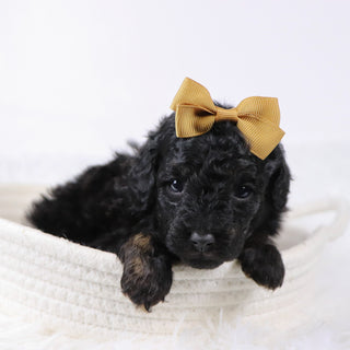 Nora - Available 11/25