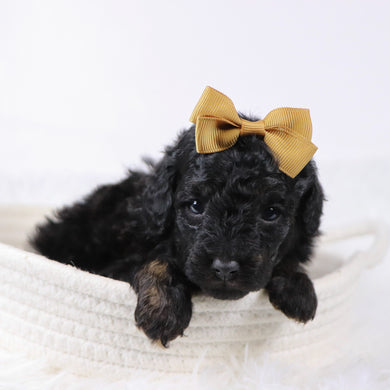 Nora - Available 11/25