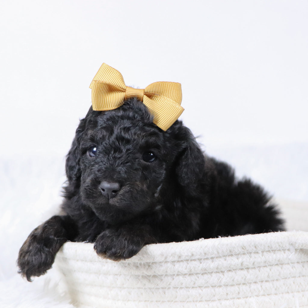 Nora - Available 11/25