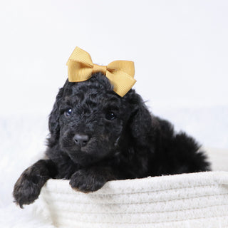 Nora - Available 11/25