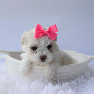 Nora - Available 9/24