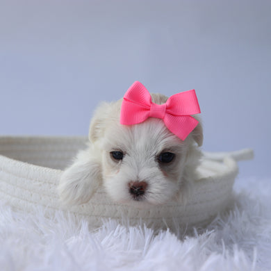 Nora - Available 9/24