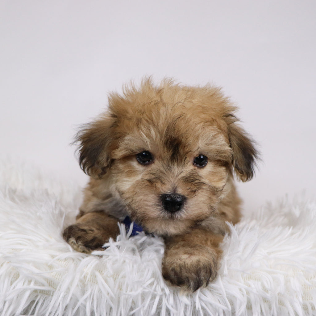 North - Available 11/26