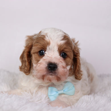 Oliver - Available 10/22