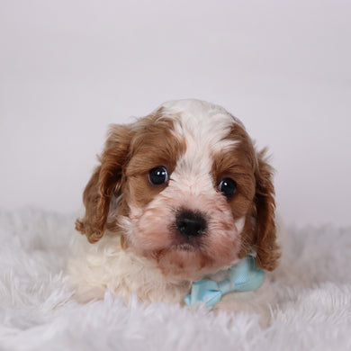 Oliver - Available 10/22
