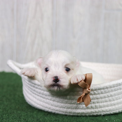 Oliver - Available 6/26