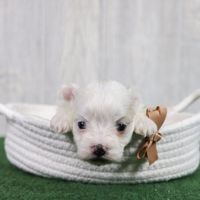 Oliver - Available 6/26