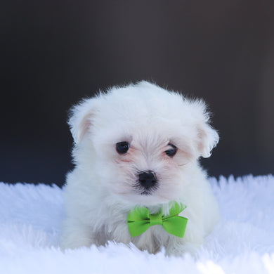 Oliver - Available 6/26
