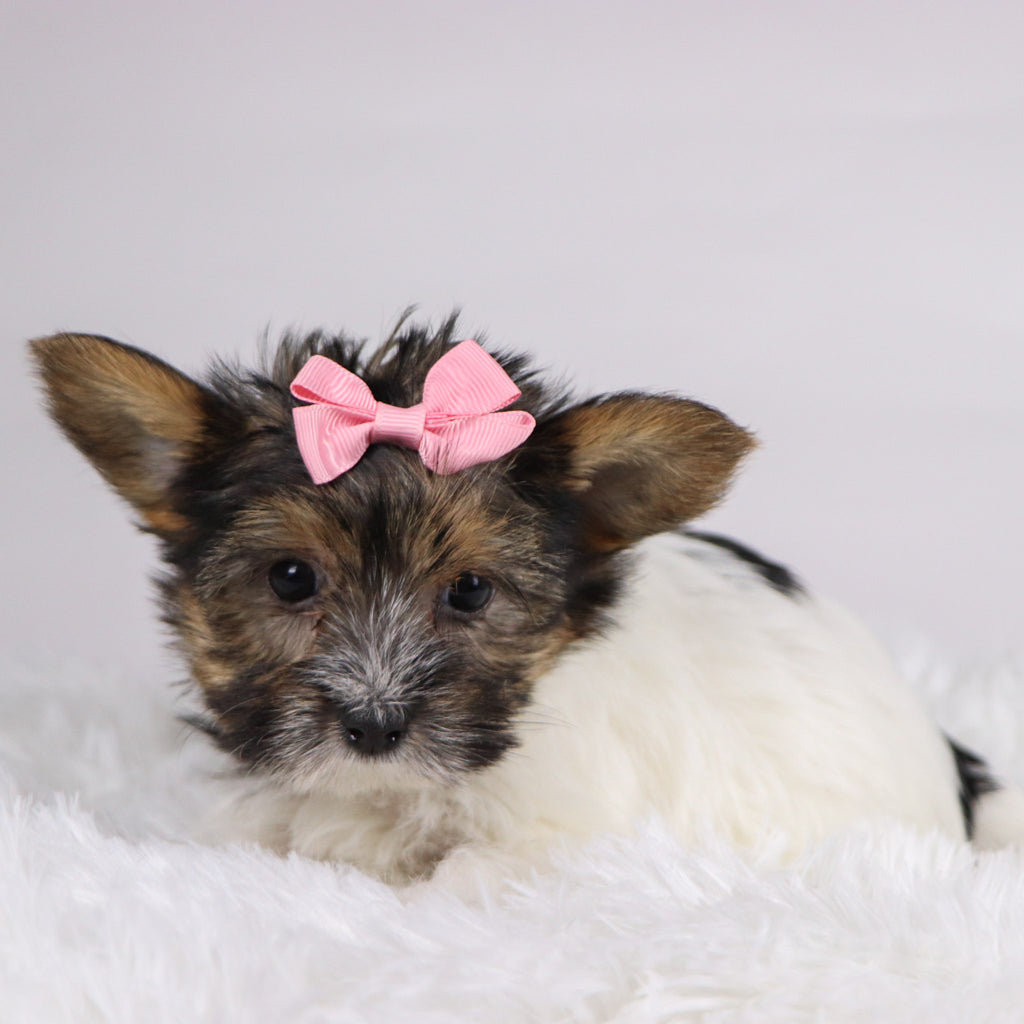 Olivia - Available 11/11
