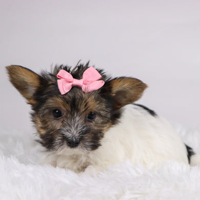 Olivia - Available 11/11