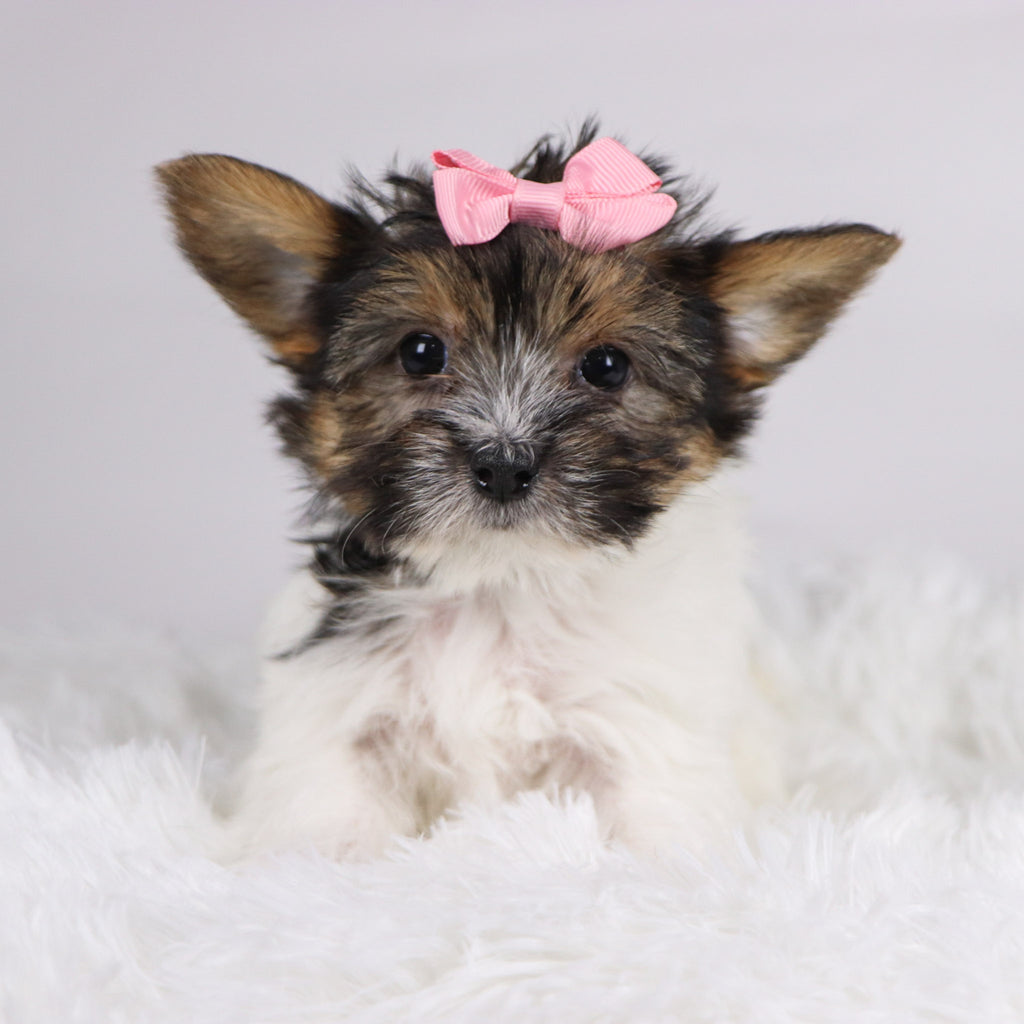 Olivia - Available 11/11