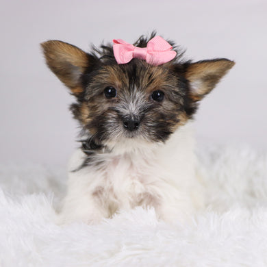 Olivia - Available 11/11