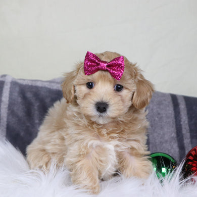 Orly - Available 12/31