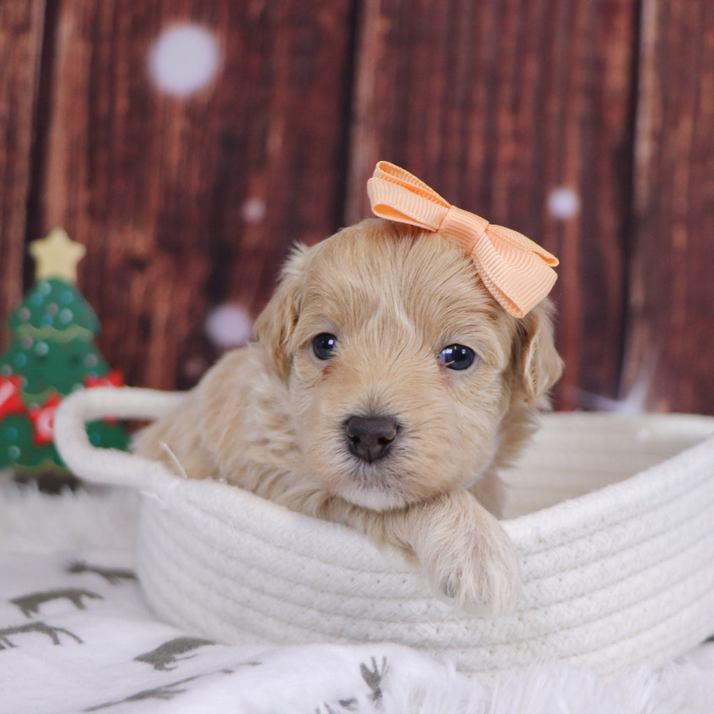 Orly - Available 12/31