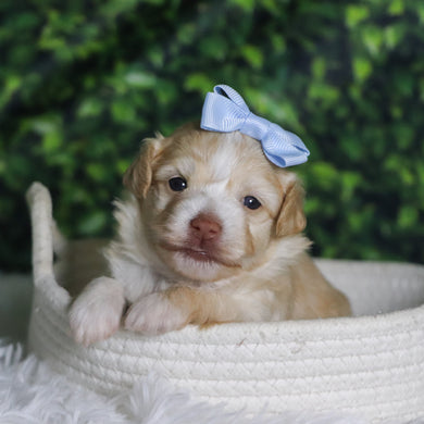 Ornament - Available 12/31