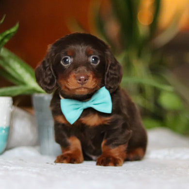 Oscar - Available 12/10