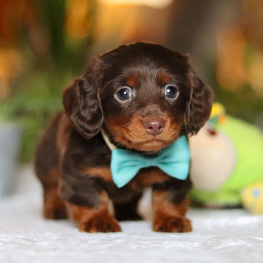 Oscar - Available 12/10