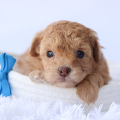 Oscar - Available 9/24