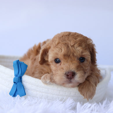 Oscar - Available 9/24