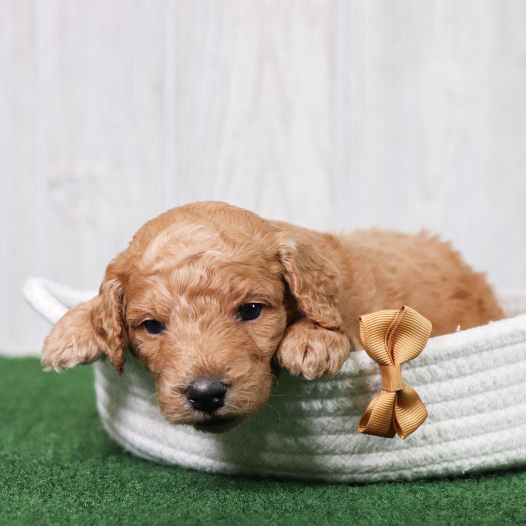 Otis - Available 6/26