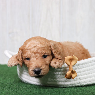 Otis - Available 6/26