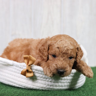 Otis - Available 6/26