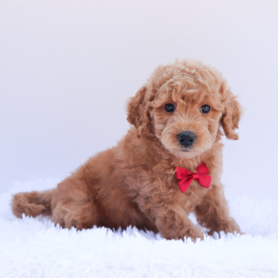 Otis - Available 6/26