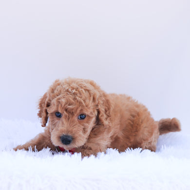 Otis - Available 6/26