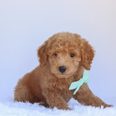 Otis - Available 7/2
