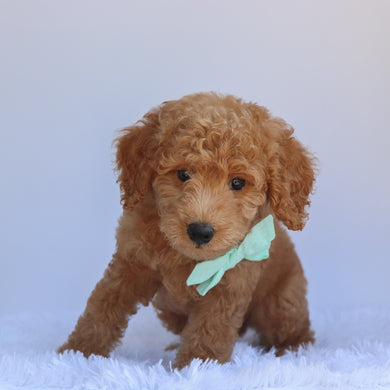 Otis - Available 7/2