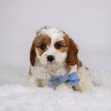 Owl - available 11/19