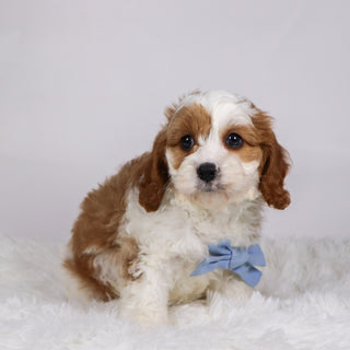 Owl - available 11/19