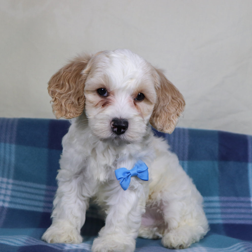 Oxford - Available 1/15