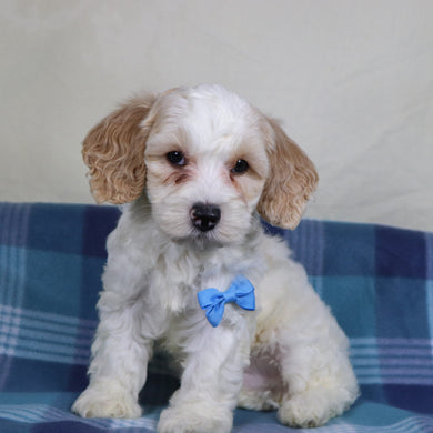 Oxford - Available 1/15