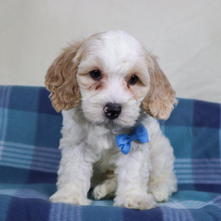 Oxford - Available 1/15