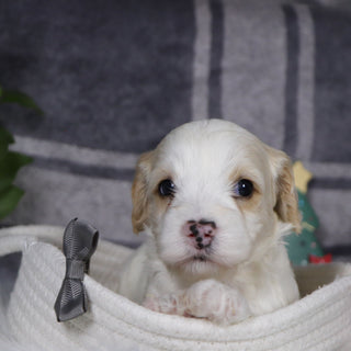 Oxford - Available 1/14