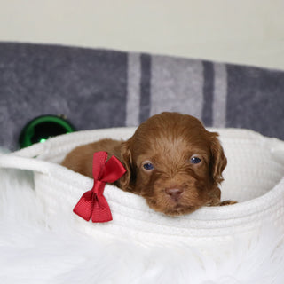 Ozzy - Available 1/14