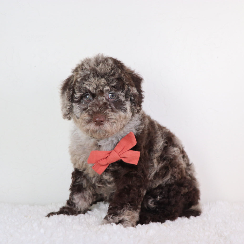 Paco - Available Now