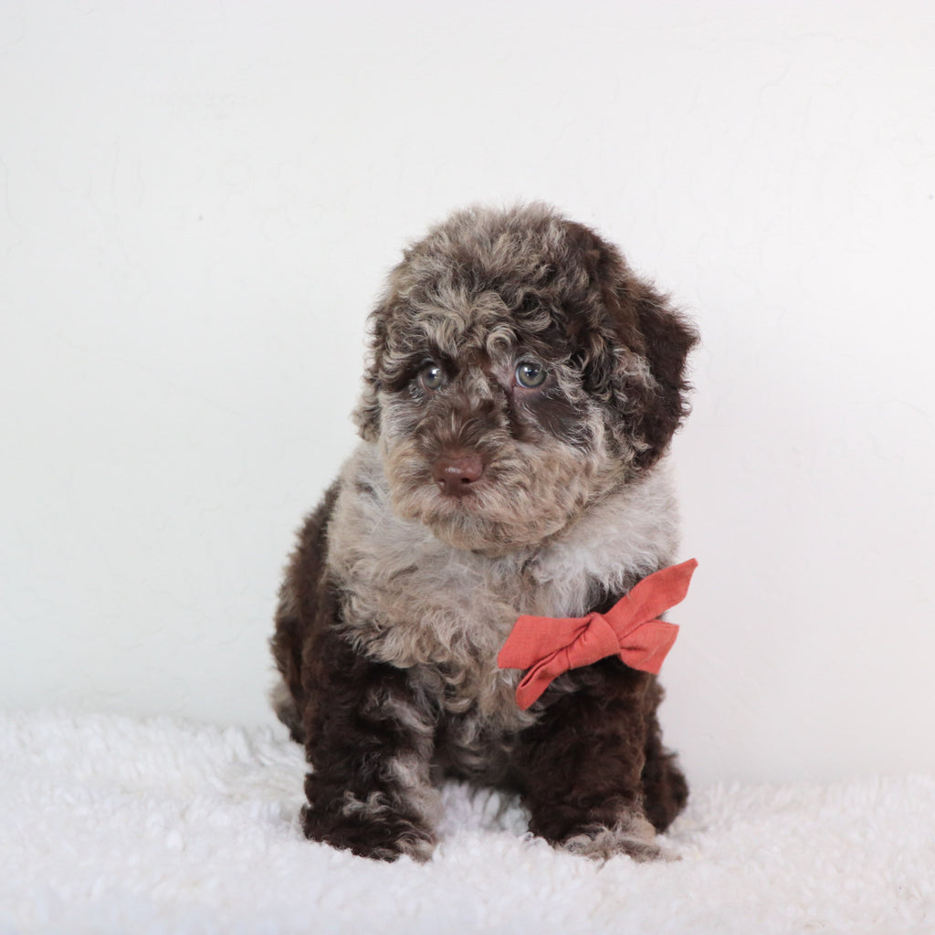 Paco - Available Now