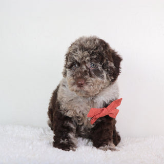 Paco - Available Now