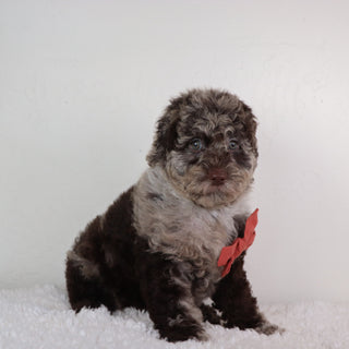 Paco - Available Now