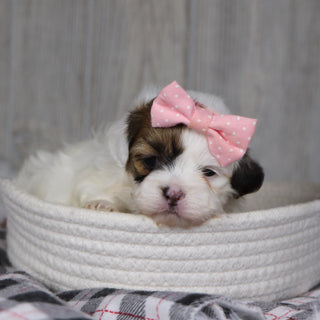 Pala - Available 1/14