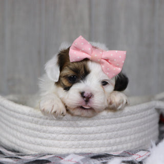 Pala - Available 1/14