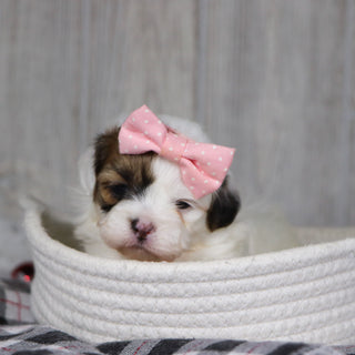 Pala - Available 1/14